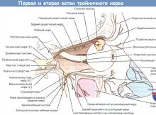 Строение лица человека анатомия нервы